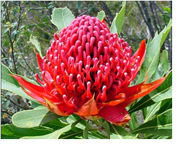 Red Waratah Australian Bush Flower